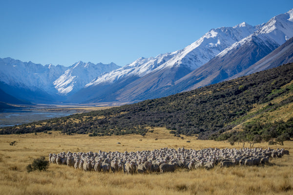 Kathmandu x Zentera Wool Company
