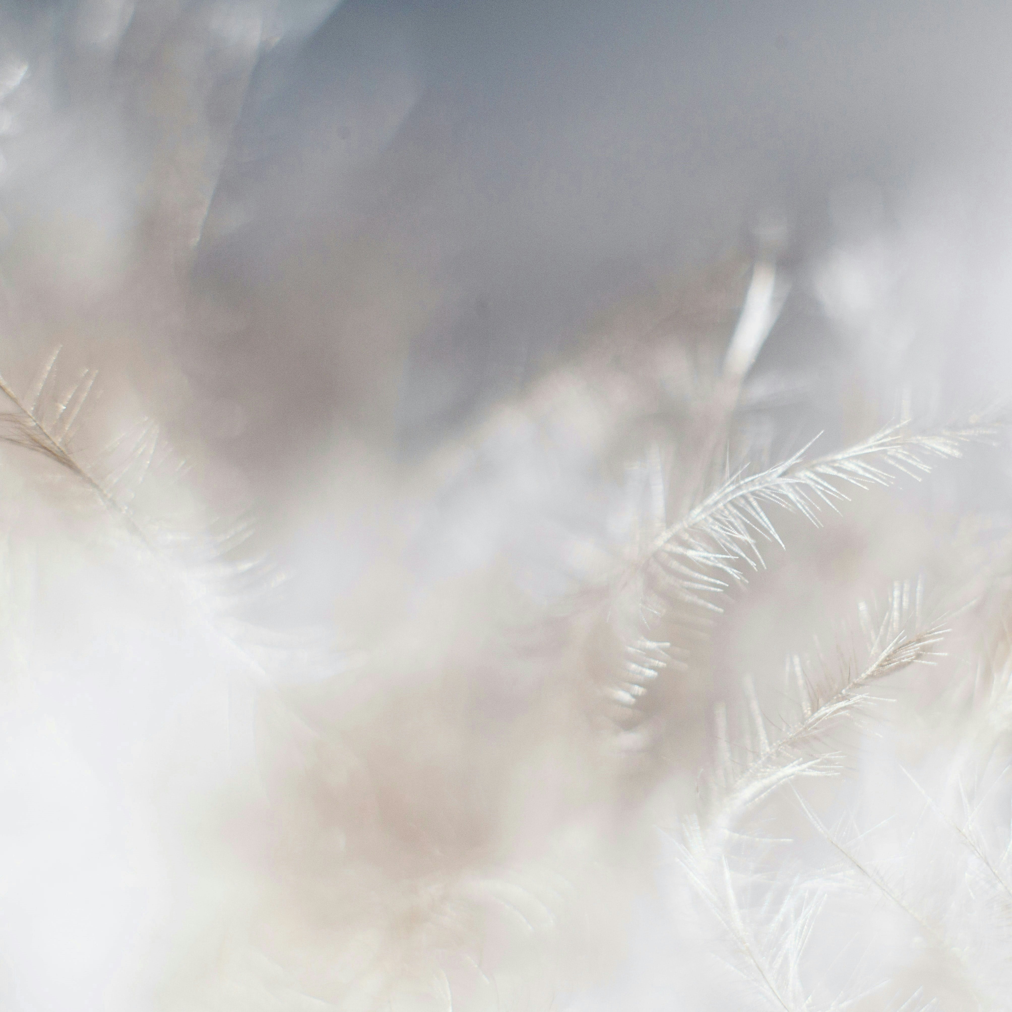 Down Feather Policy