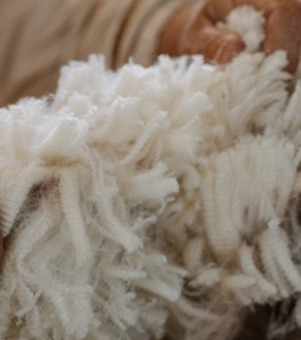 Responsible Wool Standard (RWS)